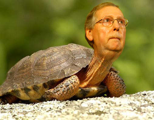 McConnell-Turtle