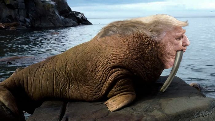 Trump Walrus 2