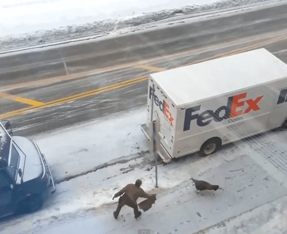 fed ex turkey