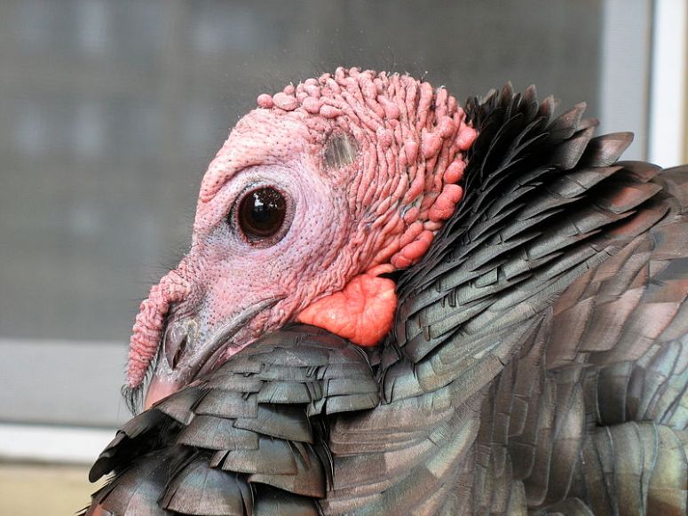 turkey face