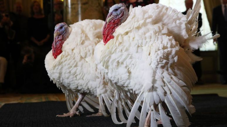 National Thanksgiving Turkeys Meet The Press Before Official Presidential Pardon